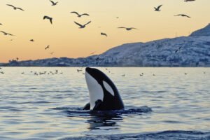 Feeding time for orca - and hundred of seagulls, too