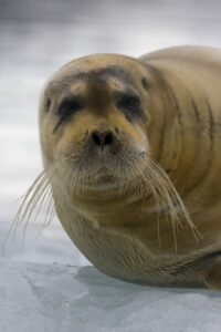 A Bearded Seal... very cute, unless you happen to be a cod