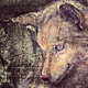 becoming_a_wolf